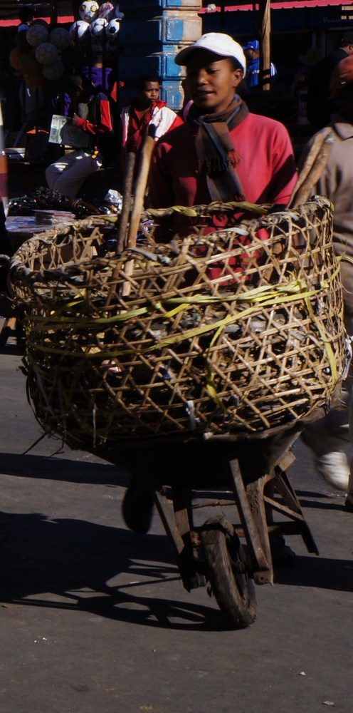 Pushing a Wheelbarrow of chickens - Madagascar - Antananarivo