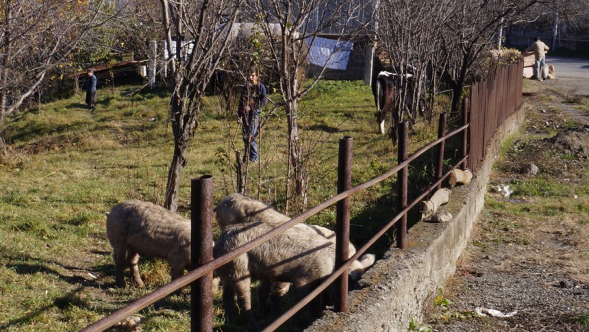 Sanahin - Boy Tending Family Pigs