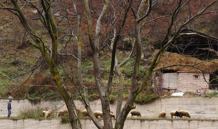 Armenia - boy with sheep