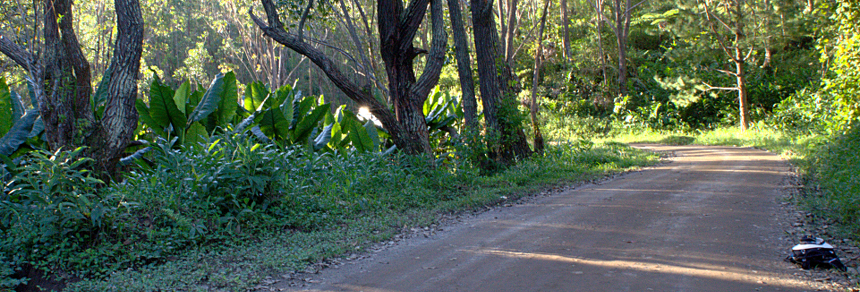 Madagascar forest - Pack on road