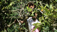 Nuwara Eliya - Good Luck Djinn in Tree