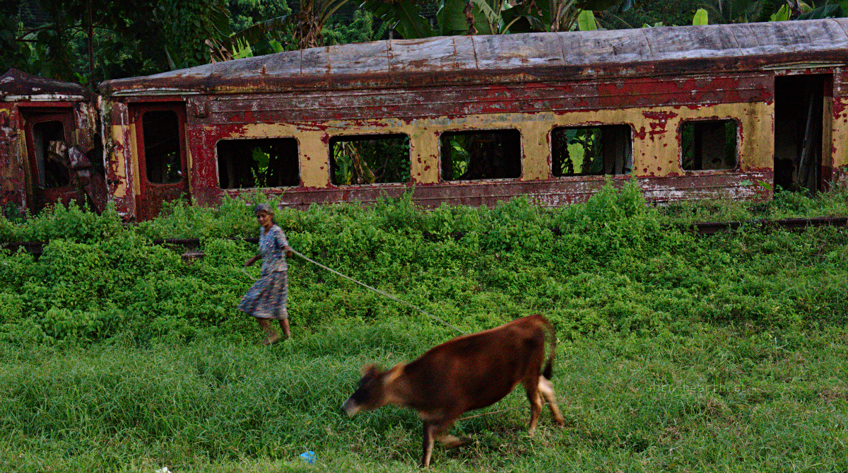 Sri Lanka: Woman Running with Cow Near Train