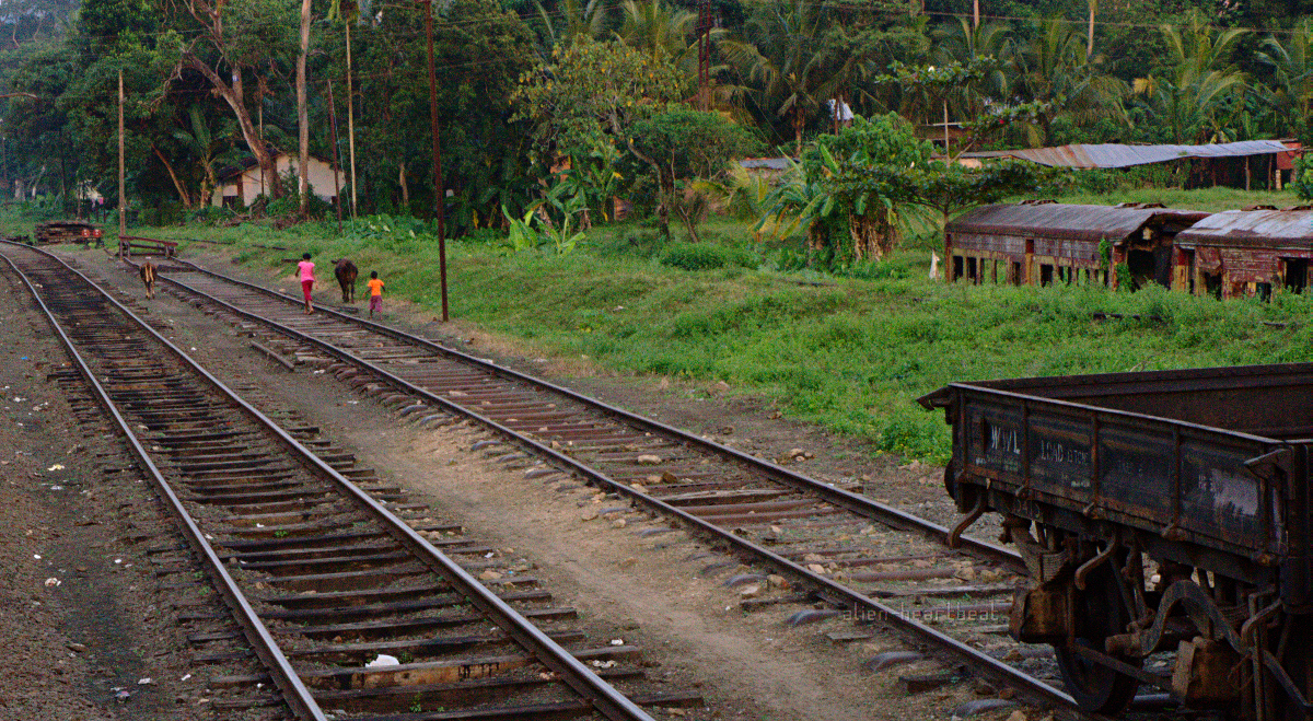 Sri Lanka: Kids and Cow on Train Tracks