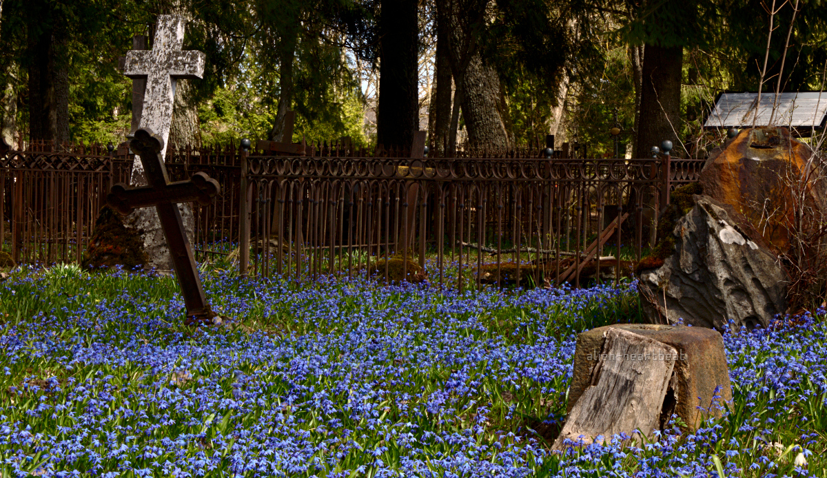 Estonia, Paide - Reopalu Cemetery - carpet of blue flowers