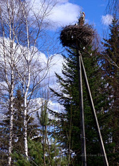 Estonia, Road to Turi - Stork Nesting