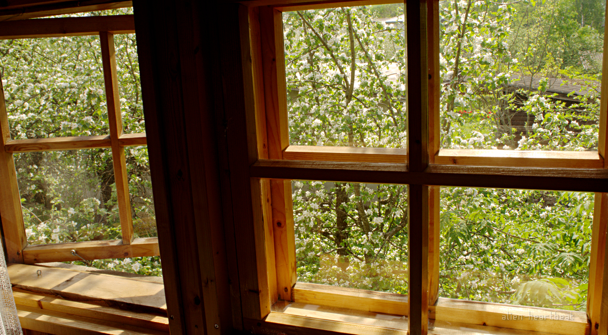Estonia - Otepää - wood hostel - Apple Blossoms in yard Estonia - Otepää - wood hostel - Apple Blossoms in yard