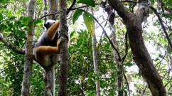Madagascar-Andisibe-Lemur_in_Tree