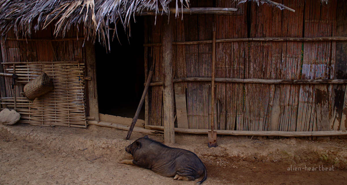 Laos-Hmong_village-Pig_in_hut_doorway
