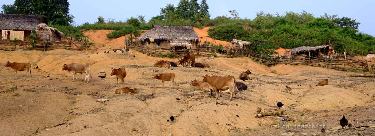 Laos-Hmong_village-entering-cows_and_dung